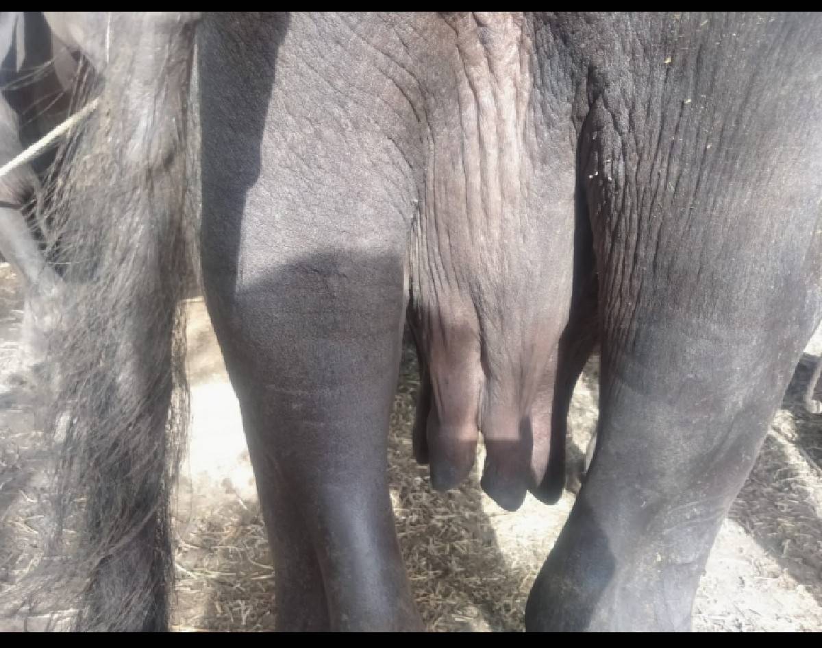 ભેંસ વેચવાની છે