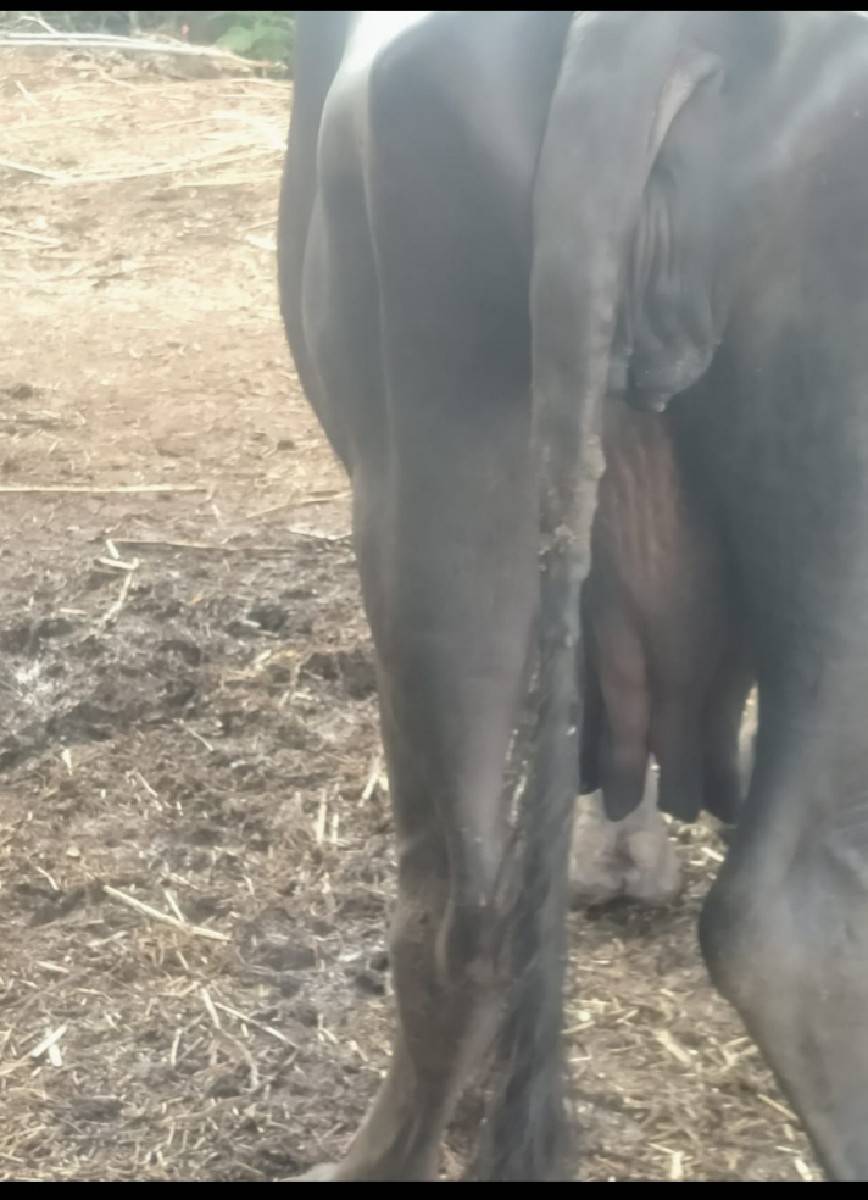 ભેંસ વેચવાની છે