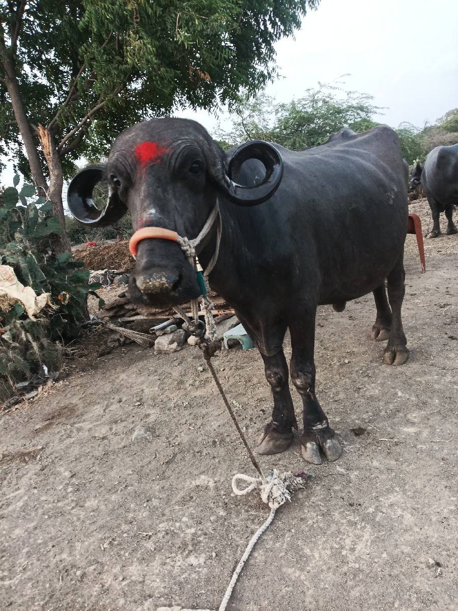 ભેંસ વેચવાની છે