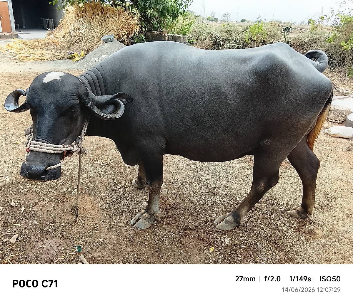 ભેંસ વેચવાની છે