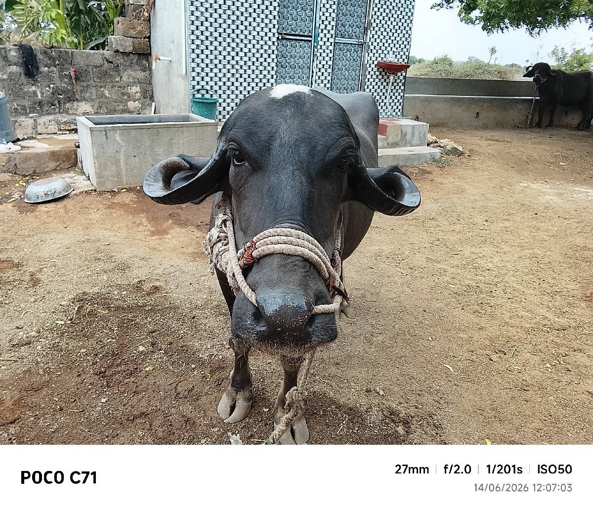 ભેંસ વેચવાની છે
