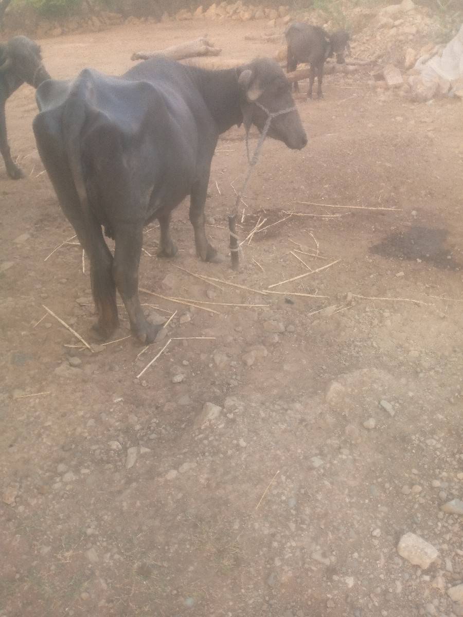 ભેસ  વેસવા ની સે