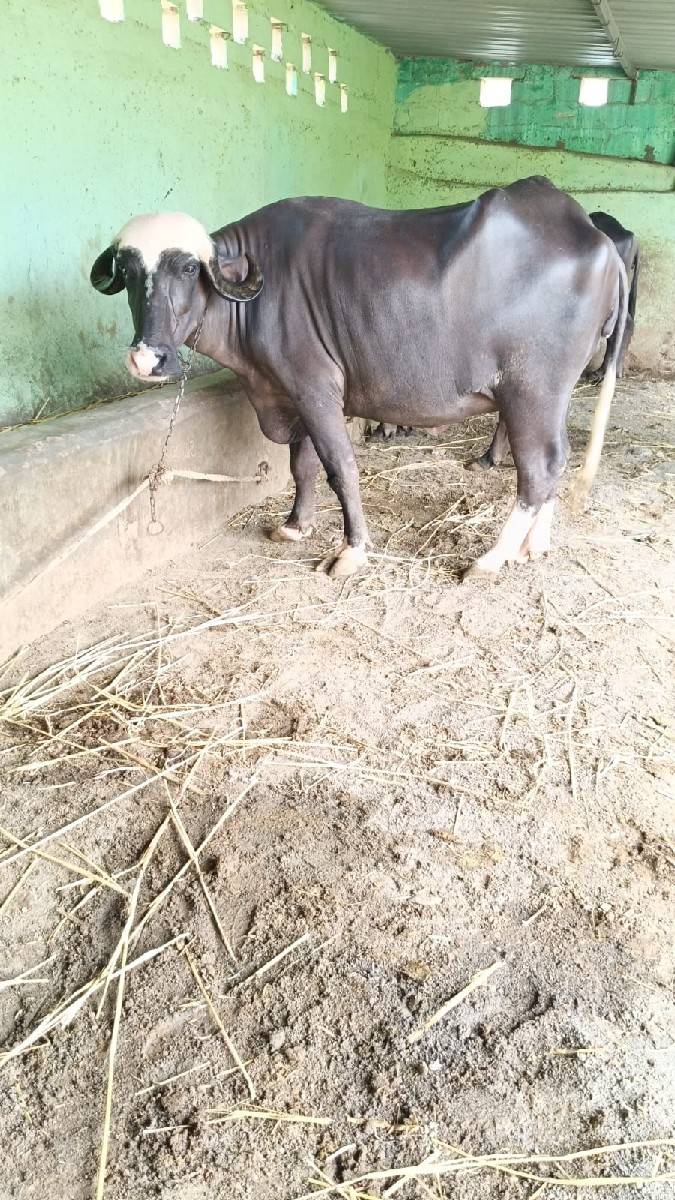 બે ખળાય છે