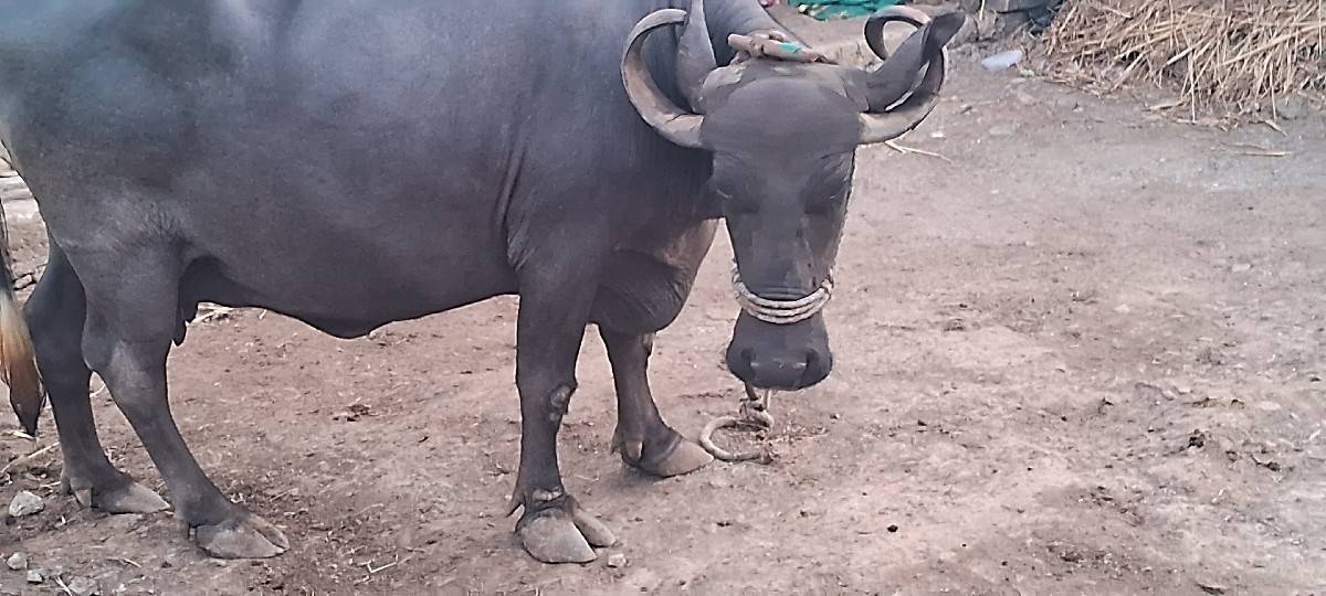 ભેંસ વેચવાની છે