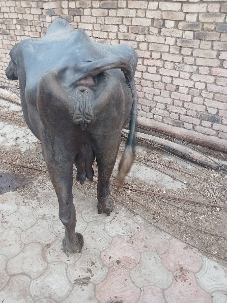 વેચવાની સે