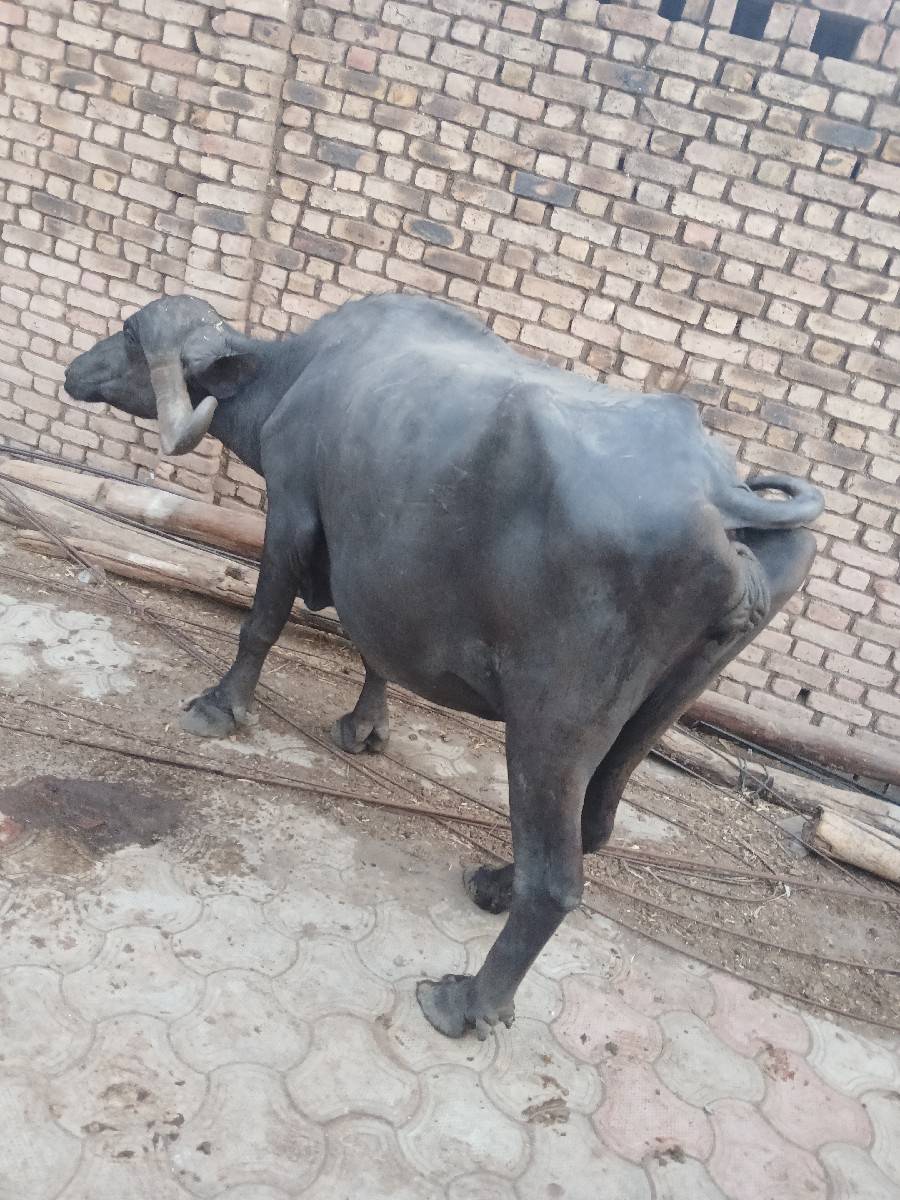 વેચવાની સે