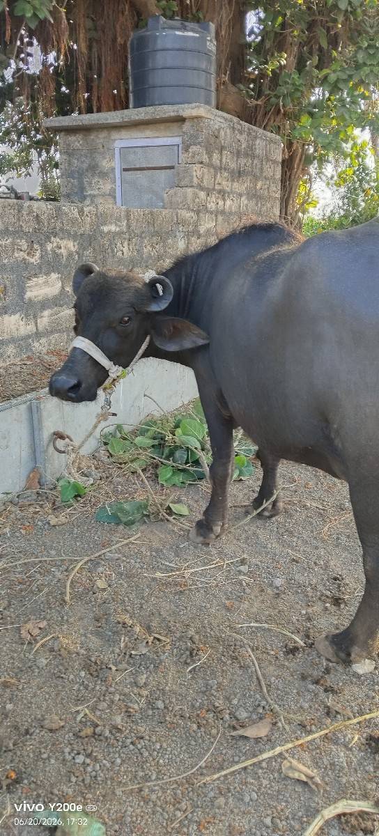 2 વેતર ની  7 8 દિવસ ની કાચી