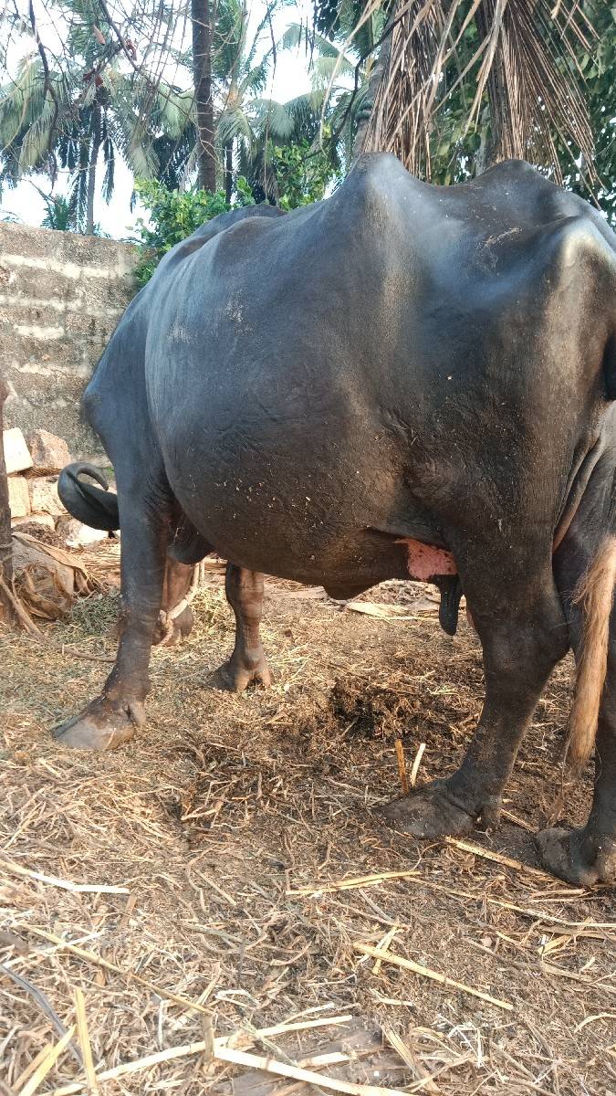 ભેંસ વેચવાની છે ત્રીજું વેતર છે