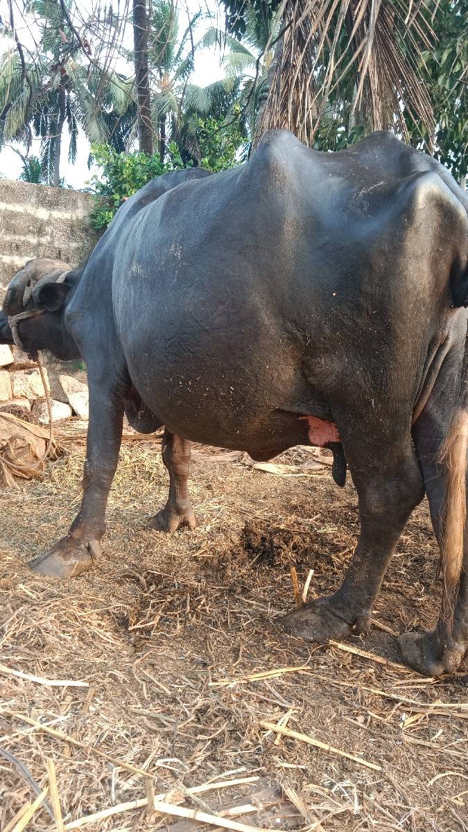 ભેંસ વેચવાની છે ત્રીજું વેતર છે