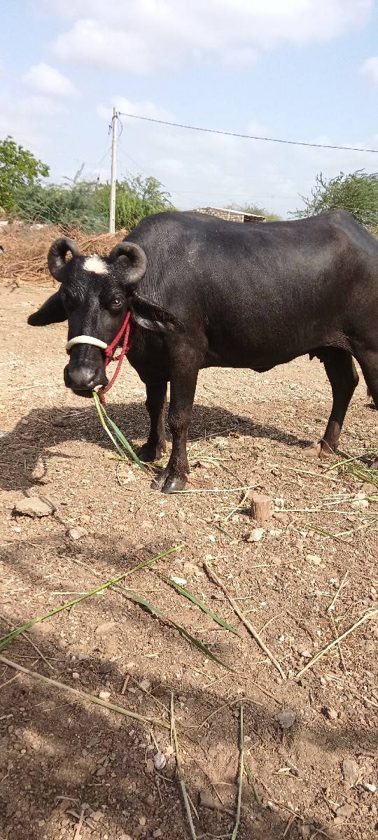 ફેસ વેચવાની છે સાતમો મહિનો ગાભણ