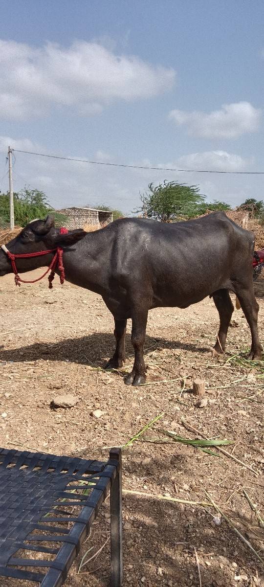 ફેસ વેચવાની છે સાતમો મહિનો ગાભણ