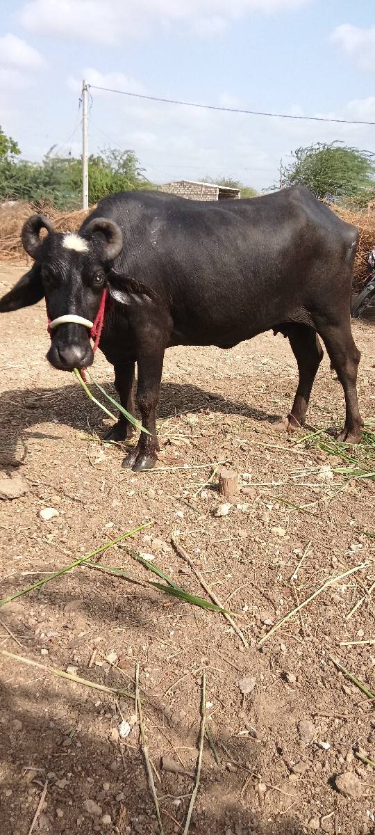 ફેસ વેચવાની છે સાતમો મહિનો ગાભણ