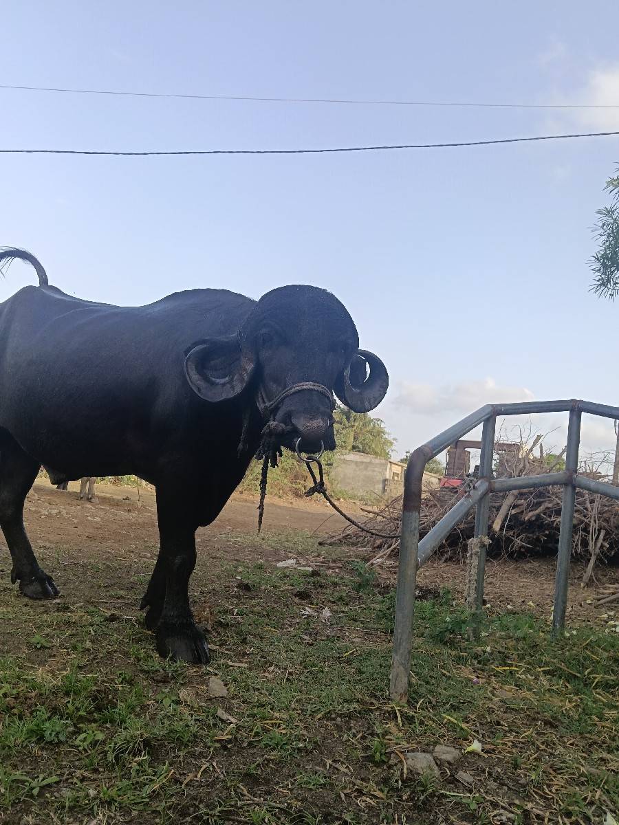 પાડો વેચવાનો છે