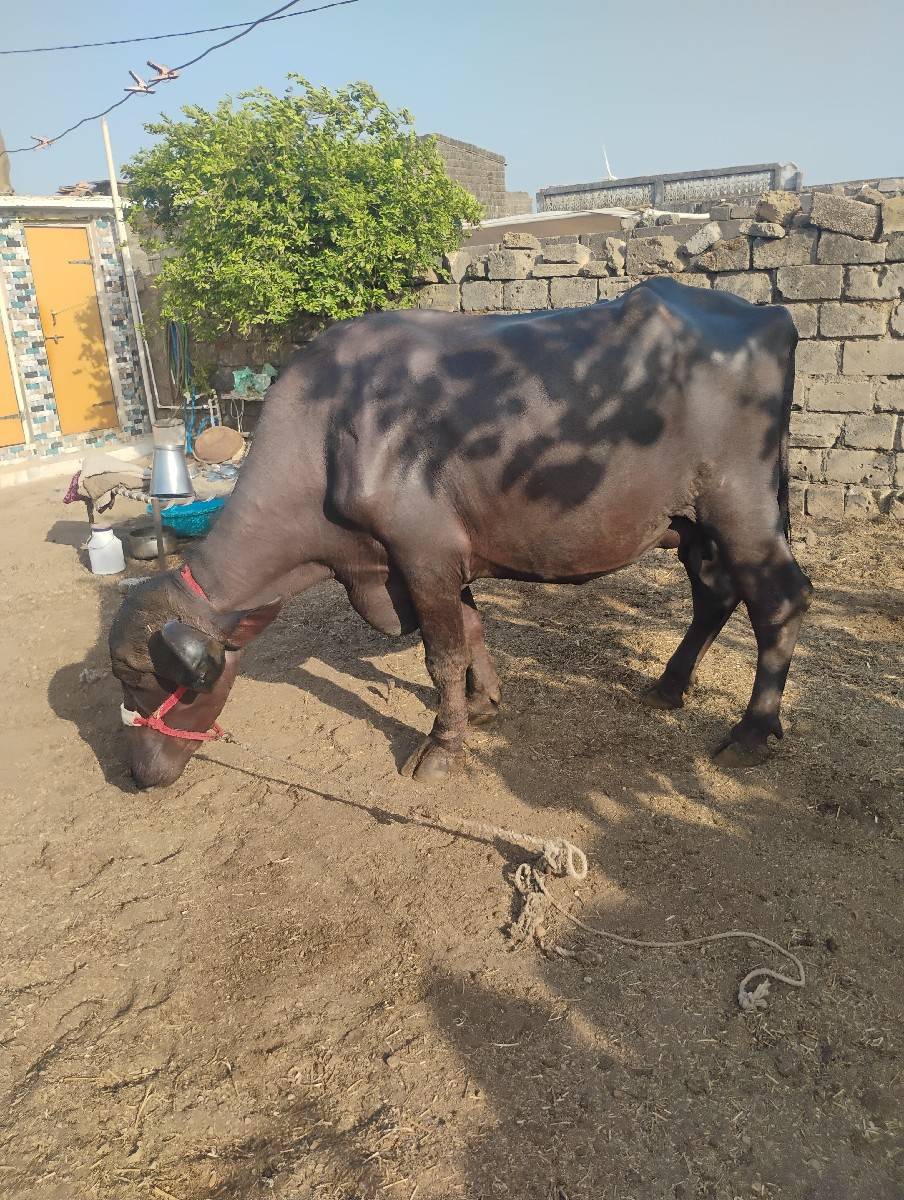પંદરદીવસનીકાચીછે