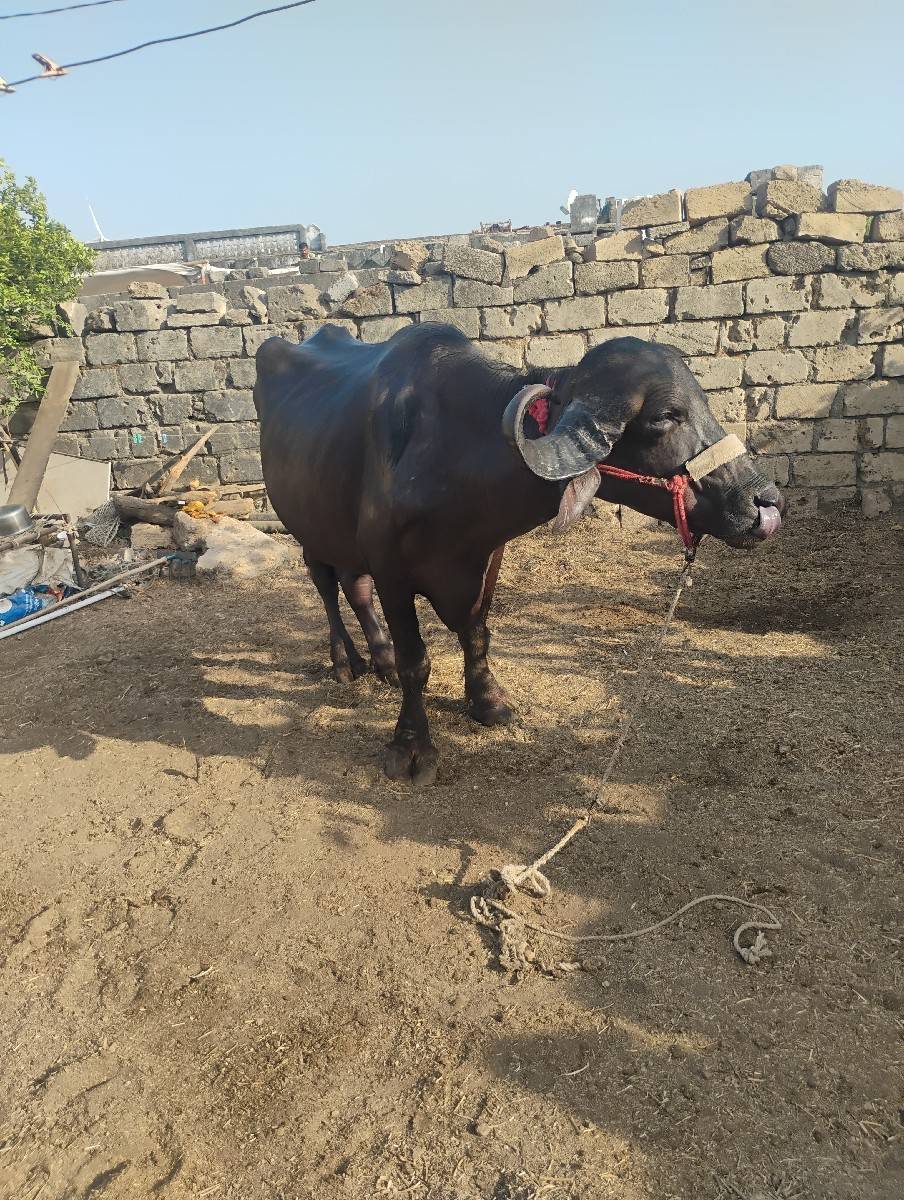 પંદરદીવસનીકાચીછે