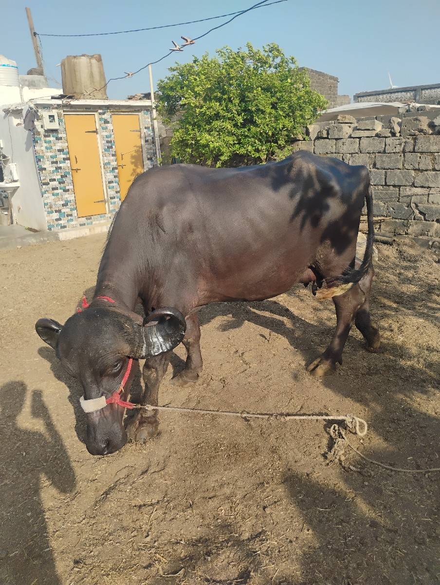 પંદરદીવસનીકાચીછે