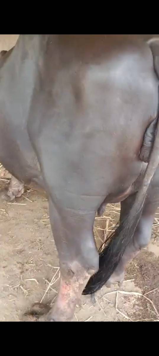 bhesha vechavani che