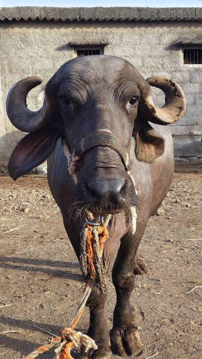 ભેંસ વેચવાની છે.