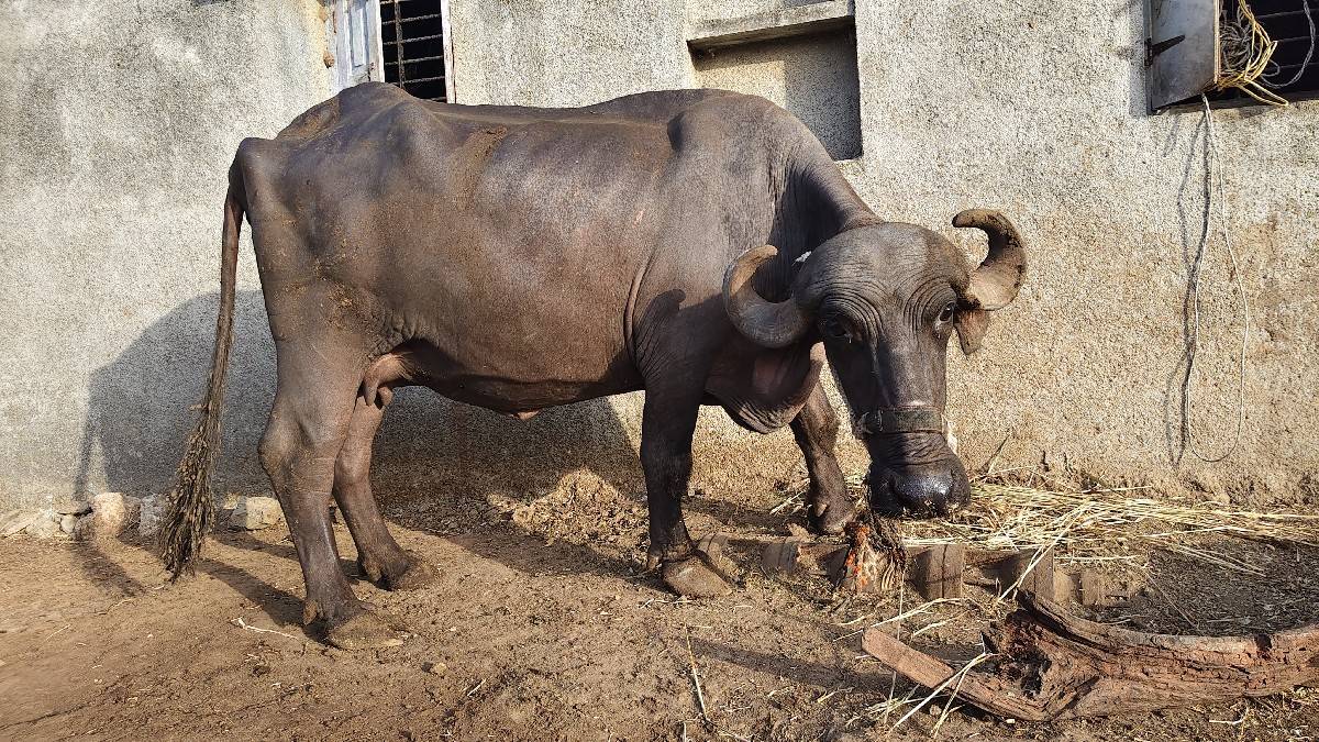 ભેંસ વેચવાની છે.