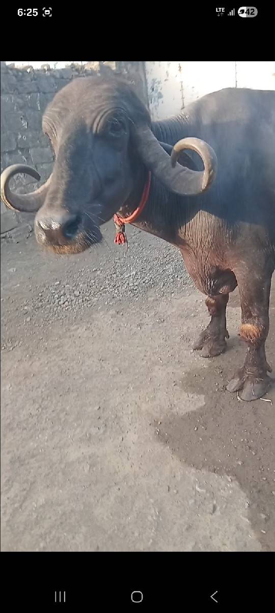 આ ભેંસ વેચવાની છે