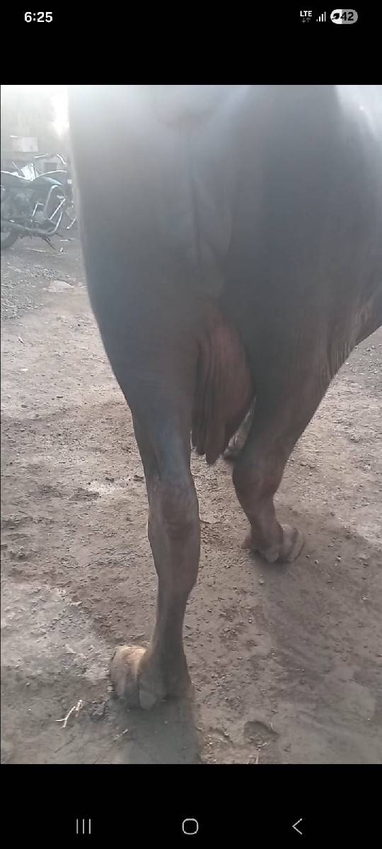 આ ભેંસ વેચવાની છે
