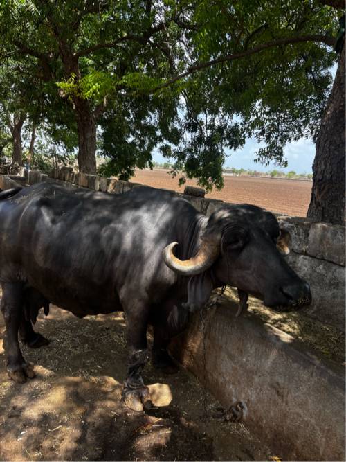 ભેશ