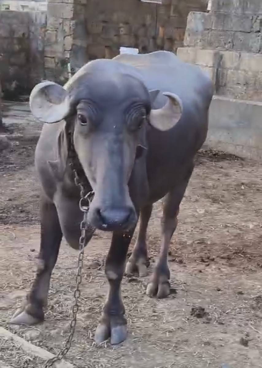 જાફરાબાદ ખડેલી વેચવાની છે