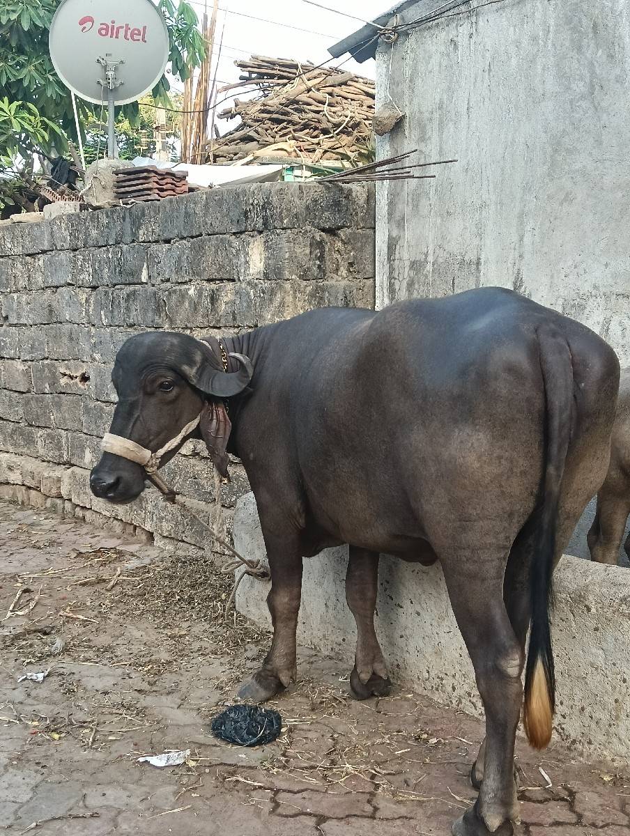 જાફરાબાદ ખડેલી વેચવાની છે