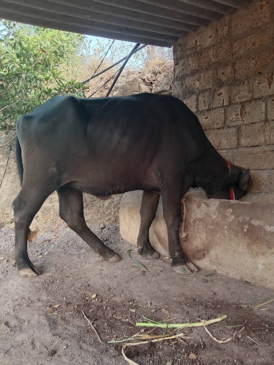 jafrabadi khaday