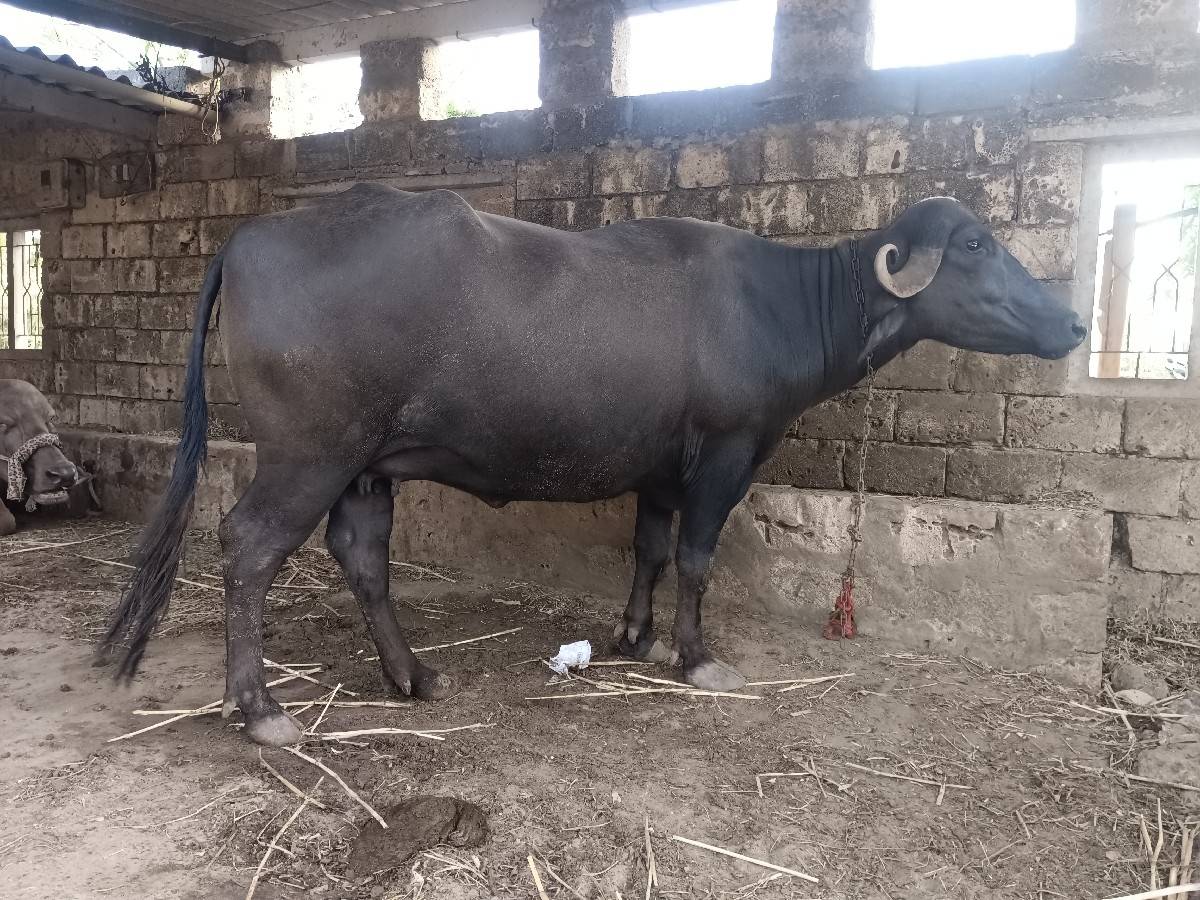 મો 8780067855 ફોન કરવો