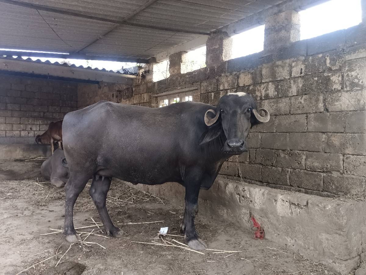 મો 8780067855 ફોન કરવો