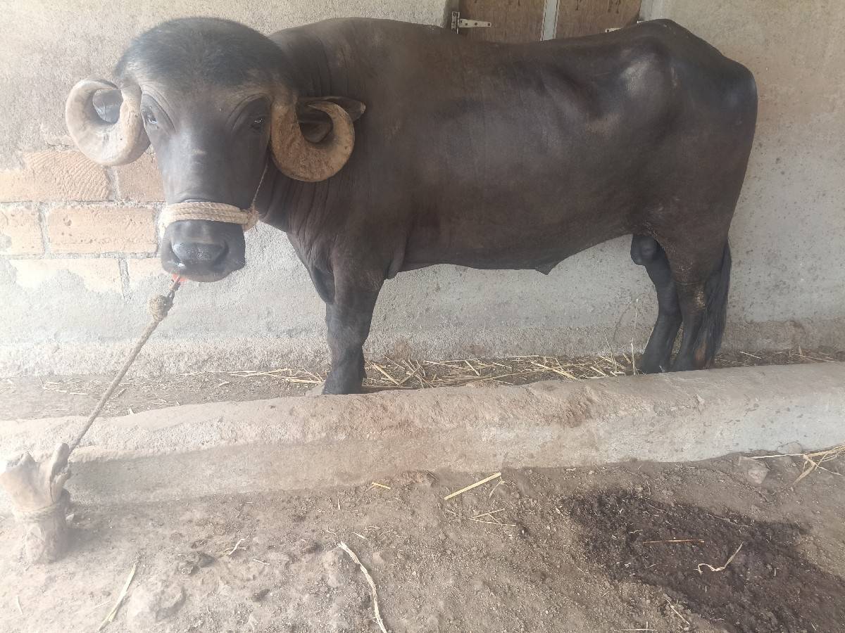 પાડૉ વેશવાનોશે