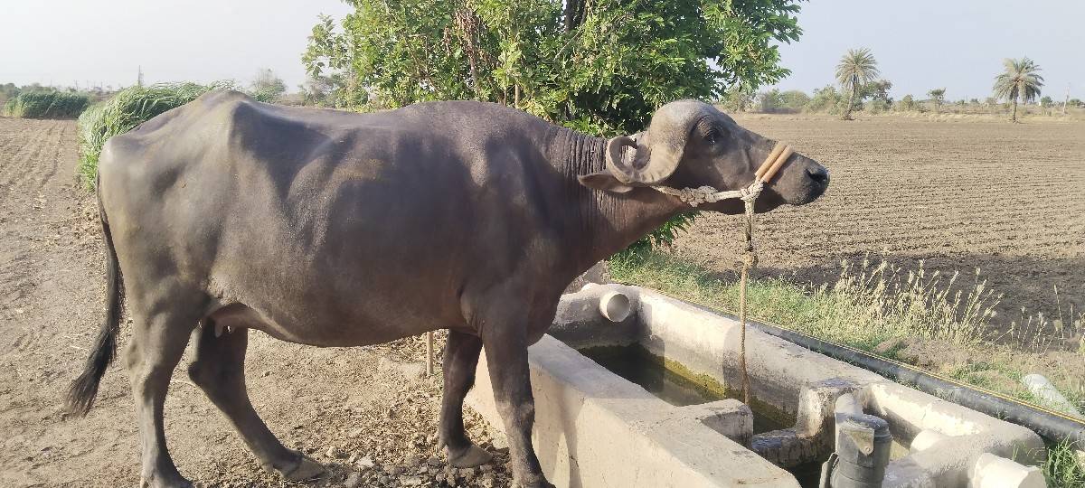 ખડેલી છે