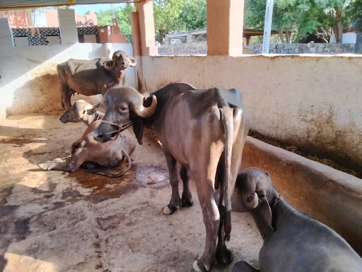 ત્રણ વર્ષ નો પાડો