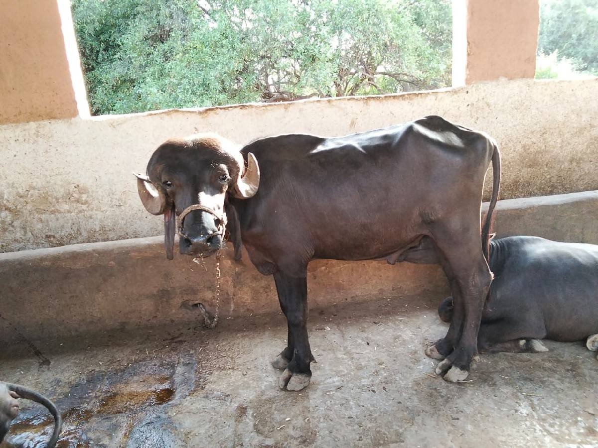 ત્રણ વર્ષ નો પાડો
