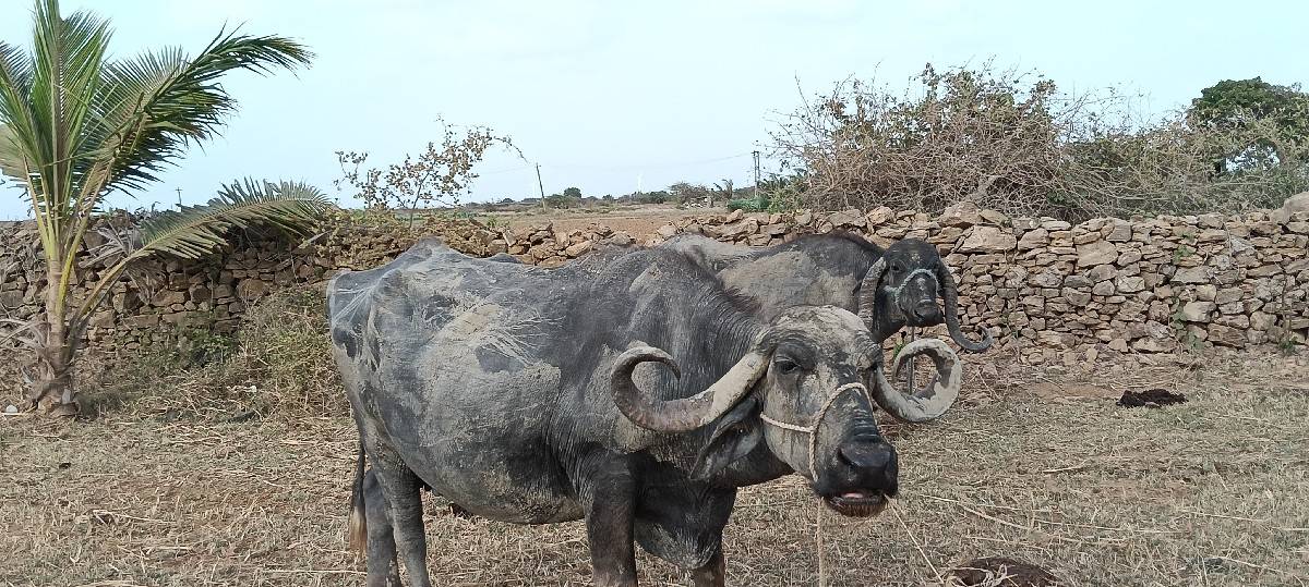 વેચવાની છે