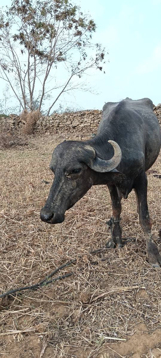 વેચવાની છે