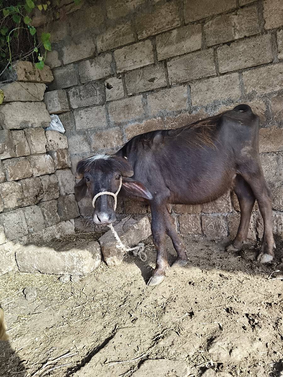પાદી વેચવાની છે