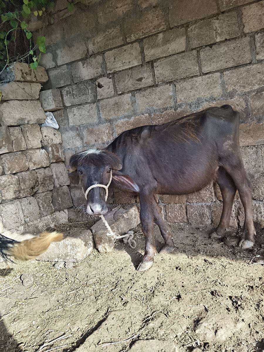 પાદી વેચવાની છે