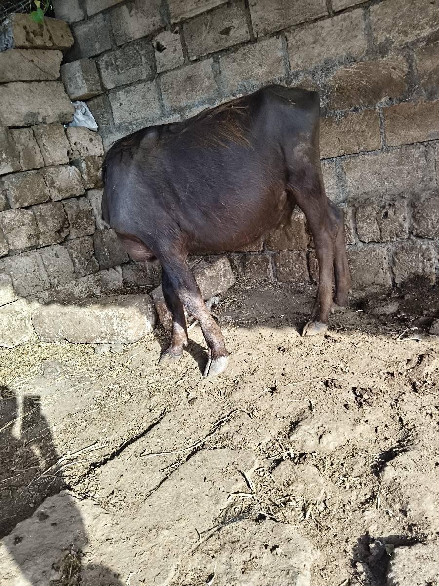 પાદી વેચવાની છે