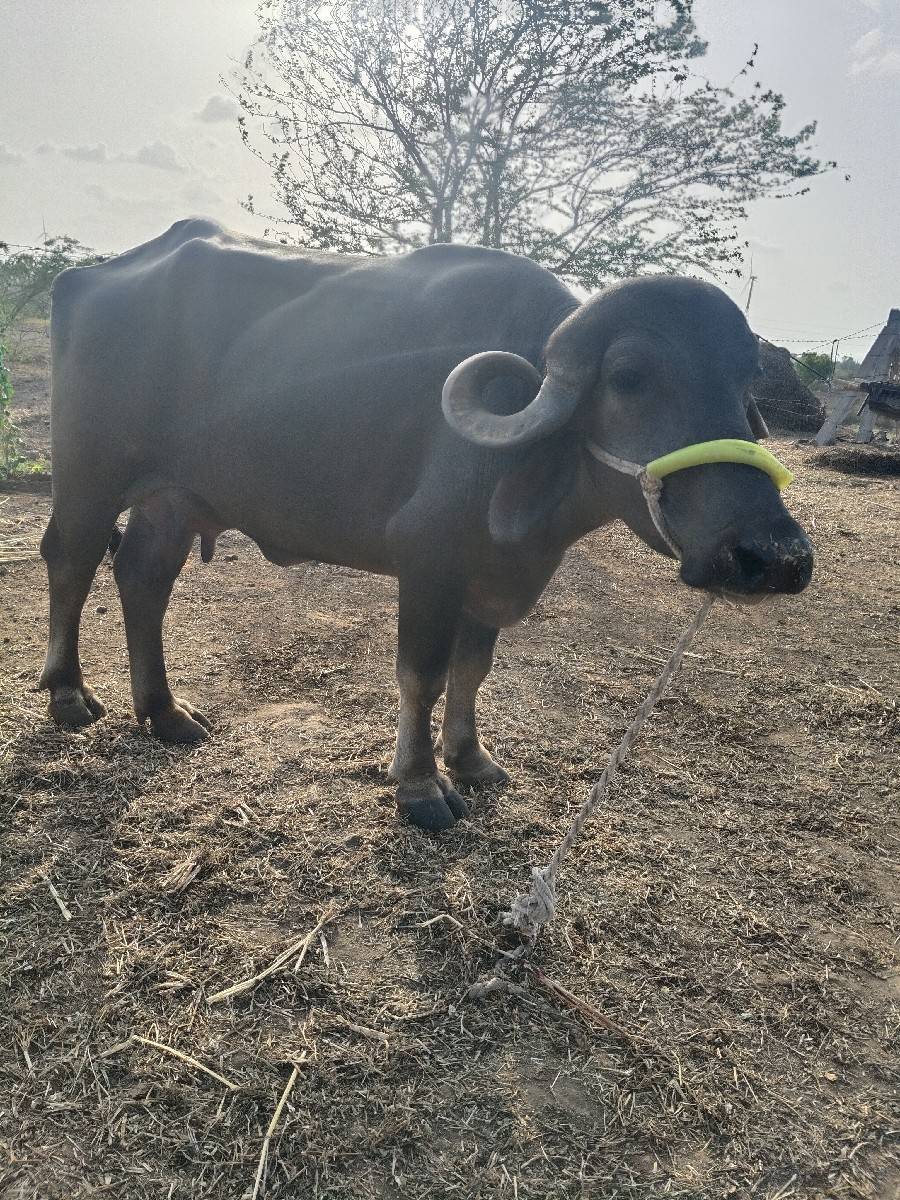 ખળેલી વેચવાની છે