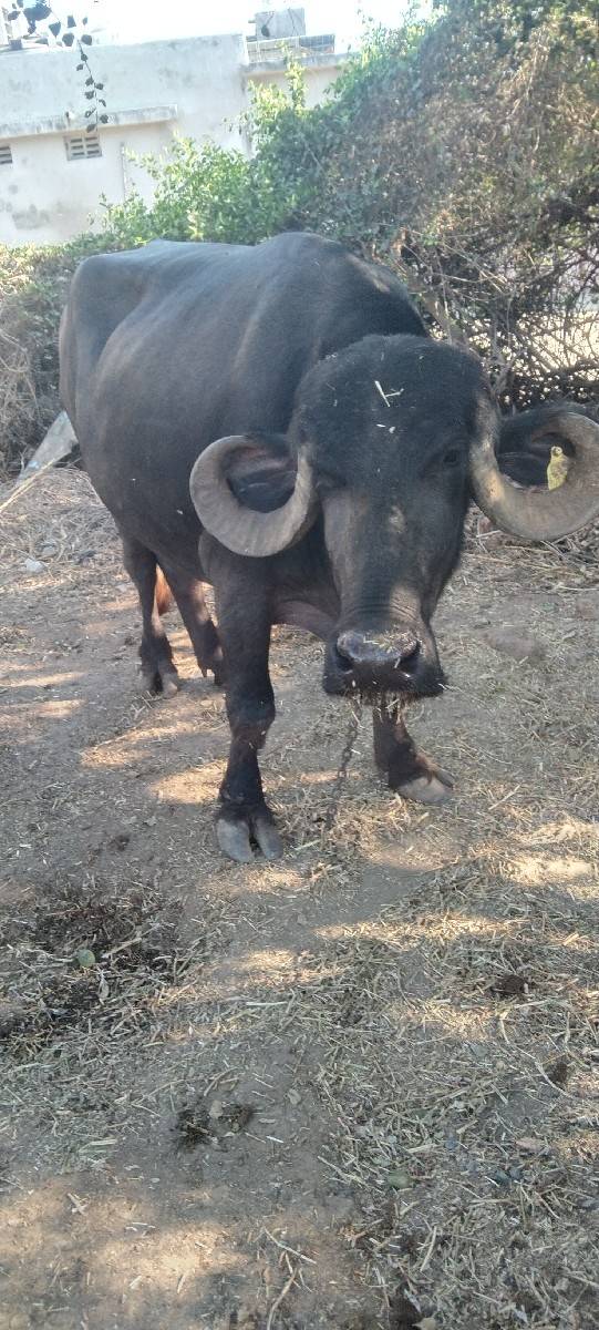 બીજુવેતાર