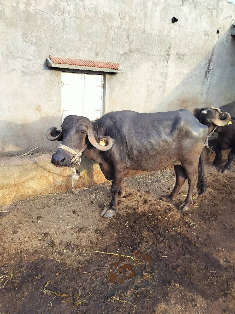 ભેંશ વેચવાની છે