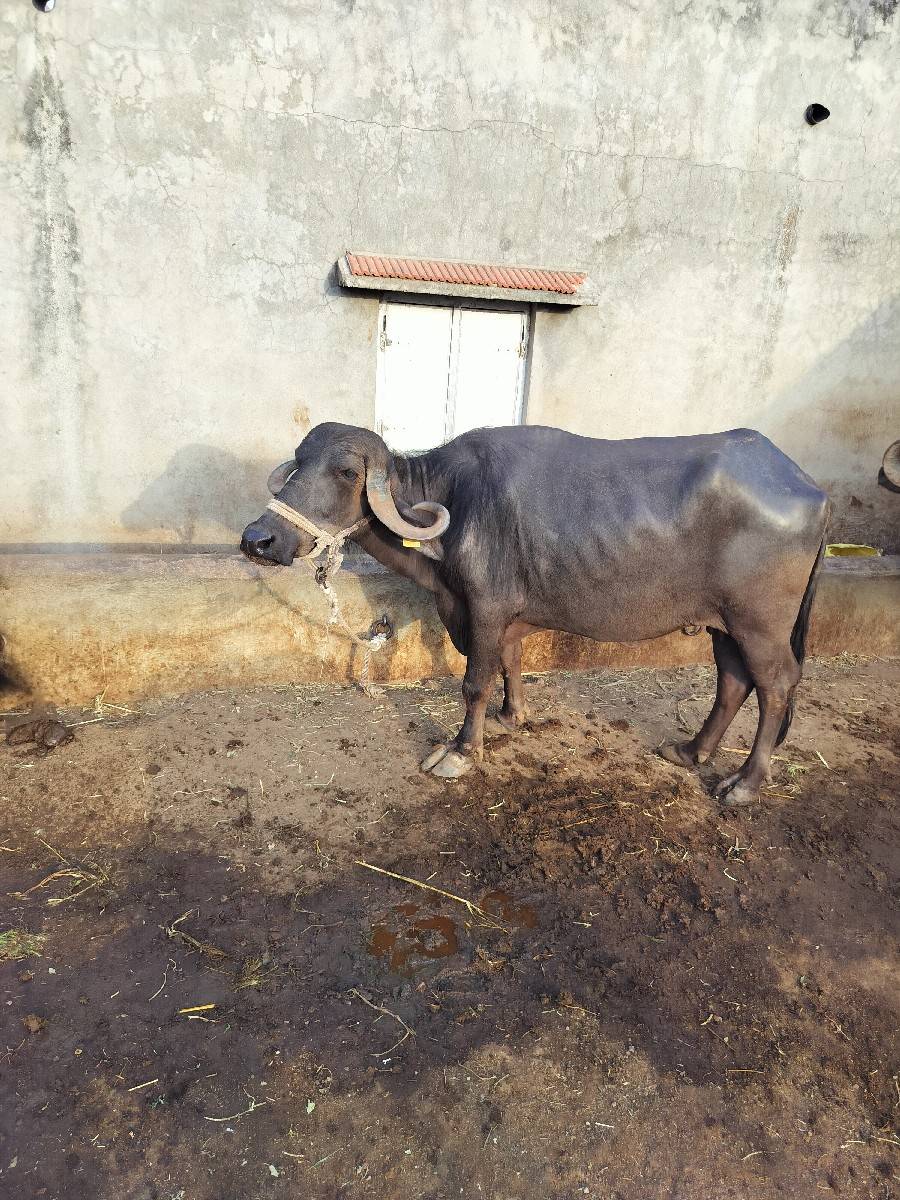 ભેંશ વેચવાની છે
