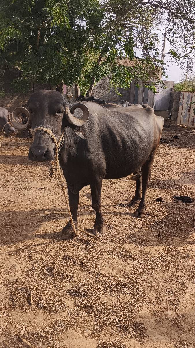 ખડેલા