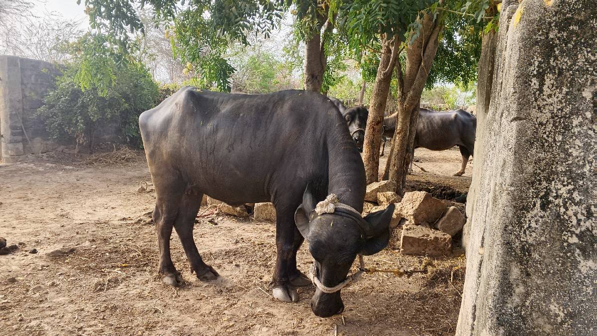ખડેલા