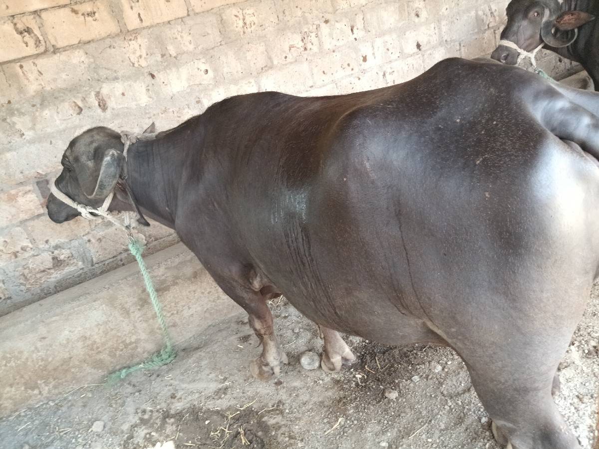 એક.મહીના.ની.કાચી