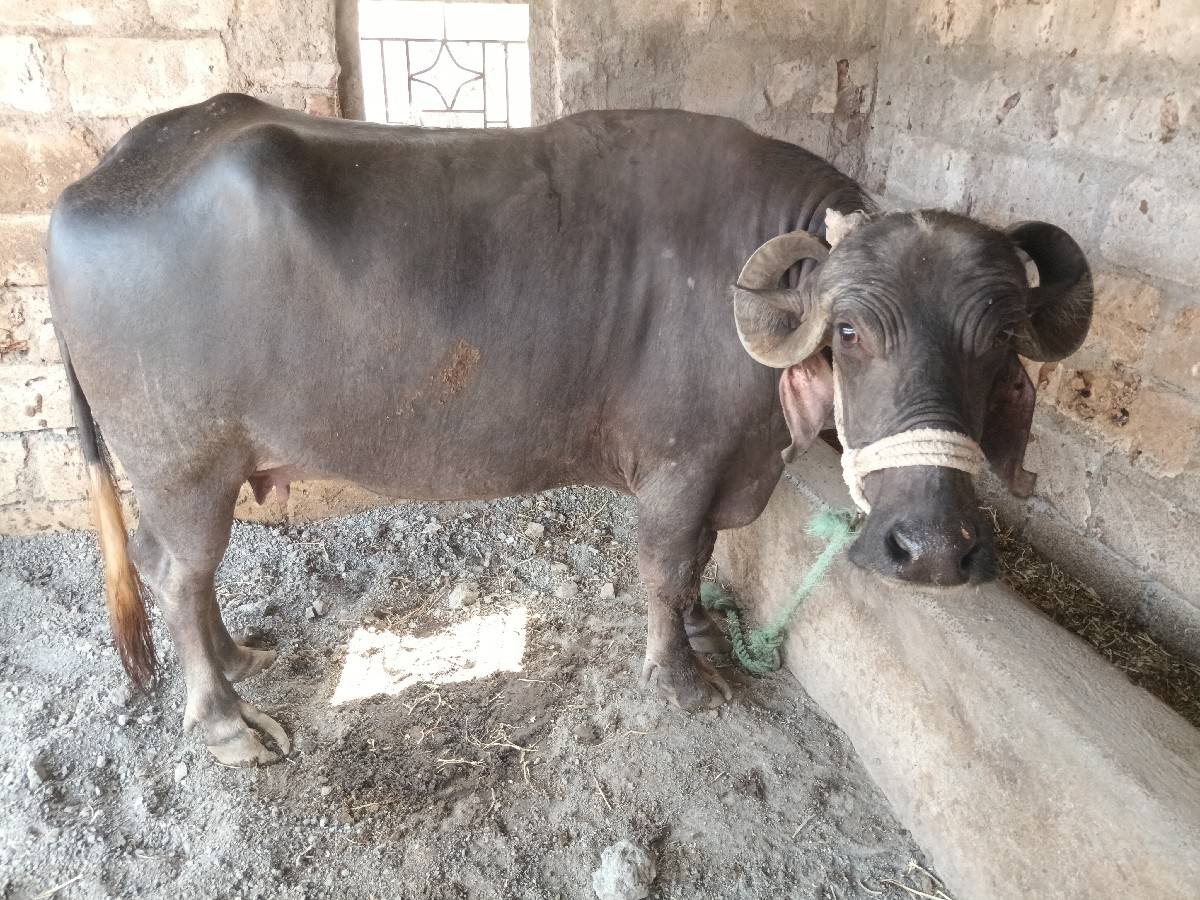 એક.મહીના.ની.કાચી