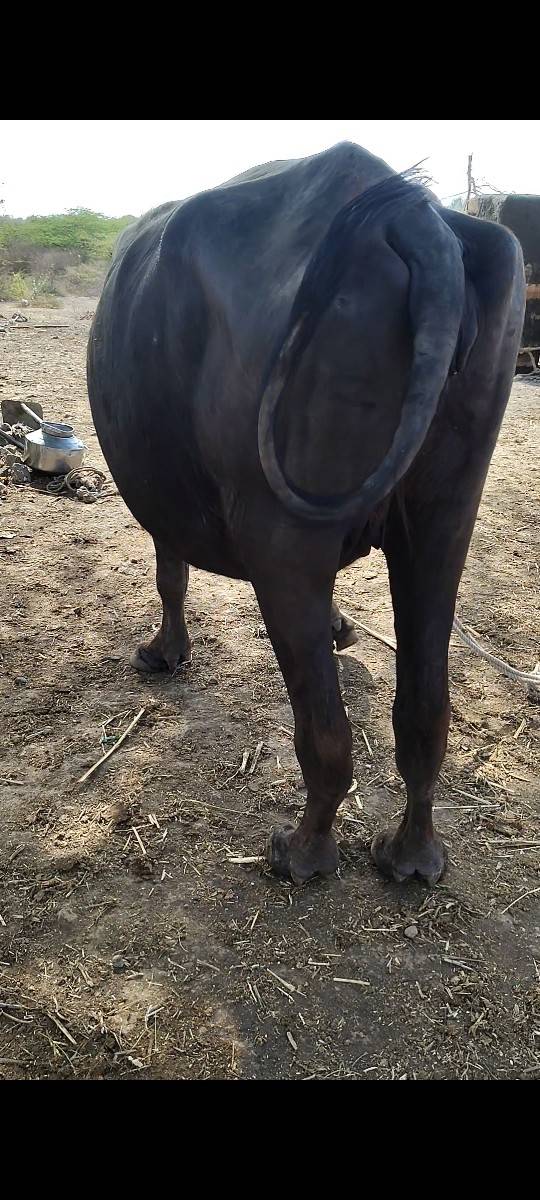 ખડેલી વેચવાની છે