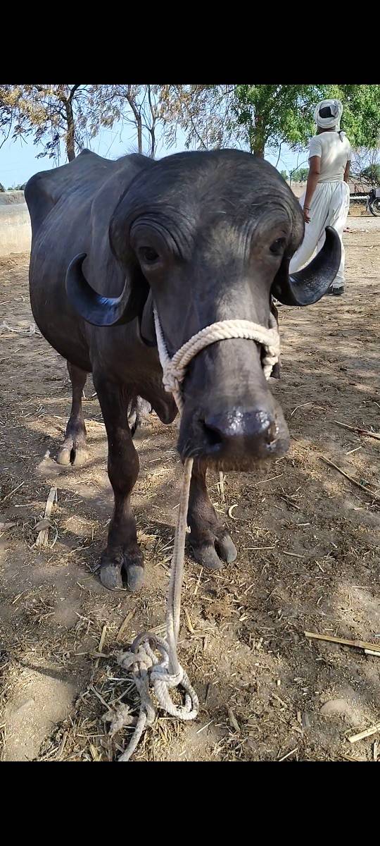 ખડેલી વેચવાની છે
